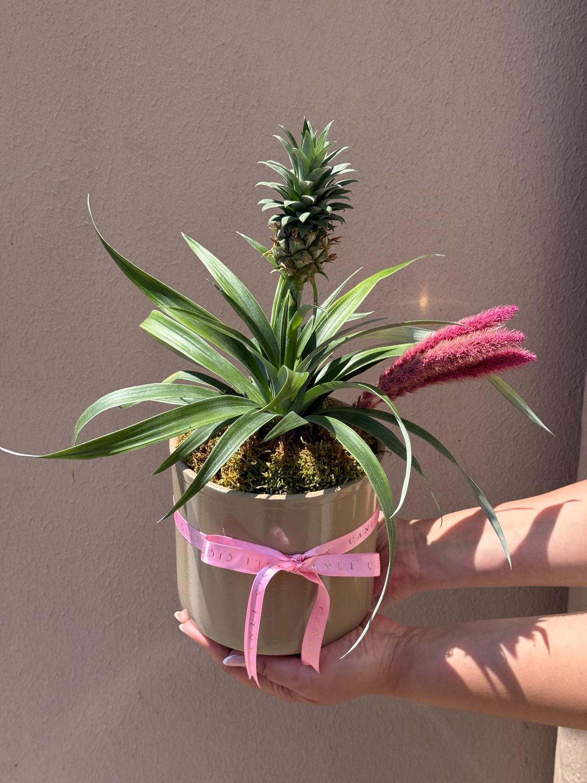 Saksıda Ananas Bitkisi