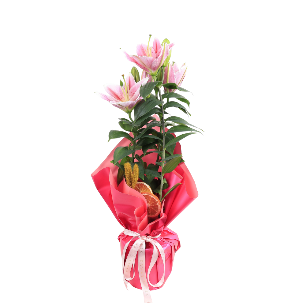 Saksı Pembe Lilyum & Pembe Kraft Kağıt