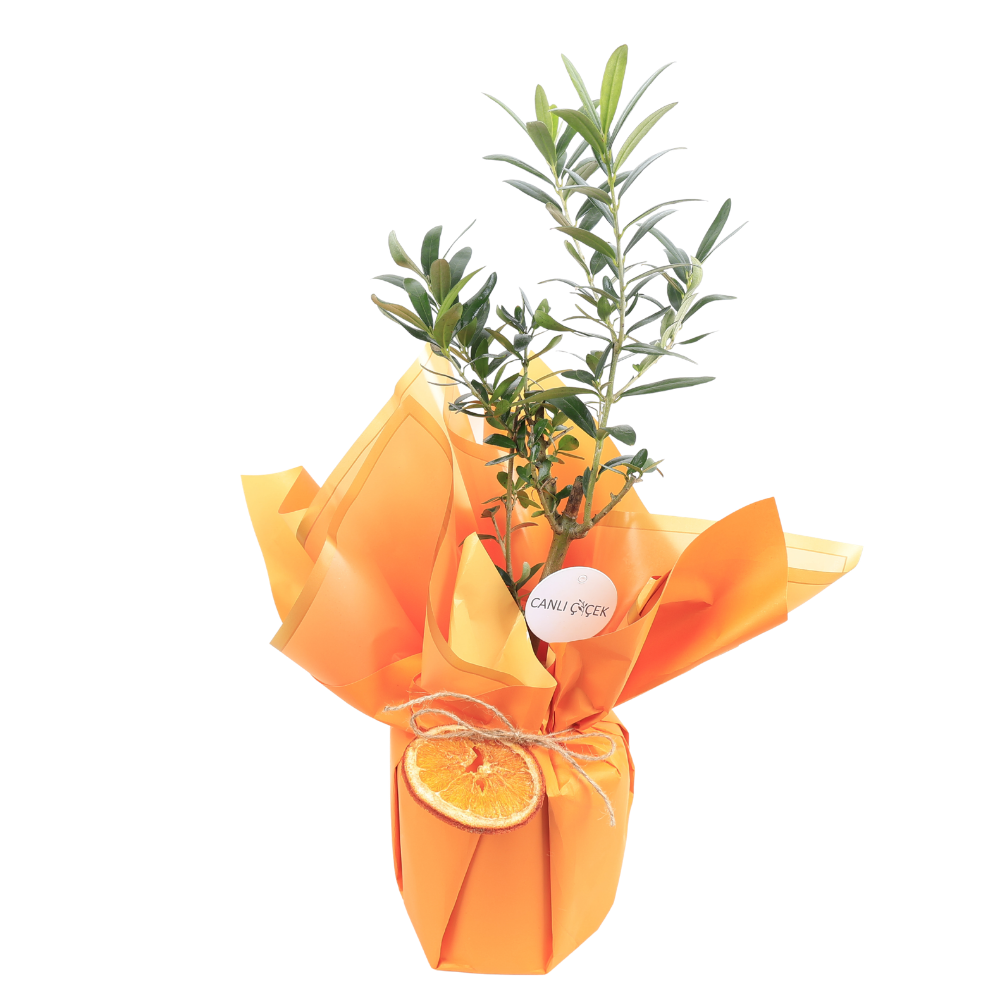 Zeytin Ağacı Bonsai & Turuncu Kraft Kağıt