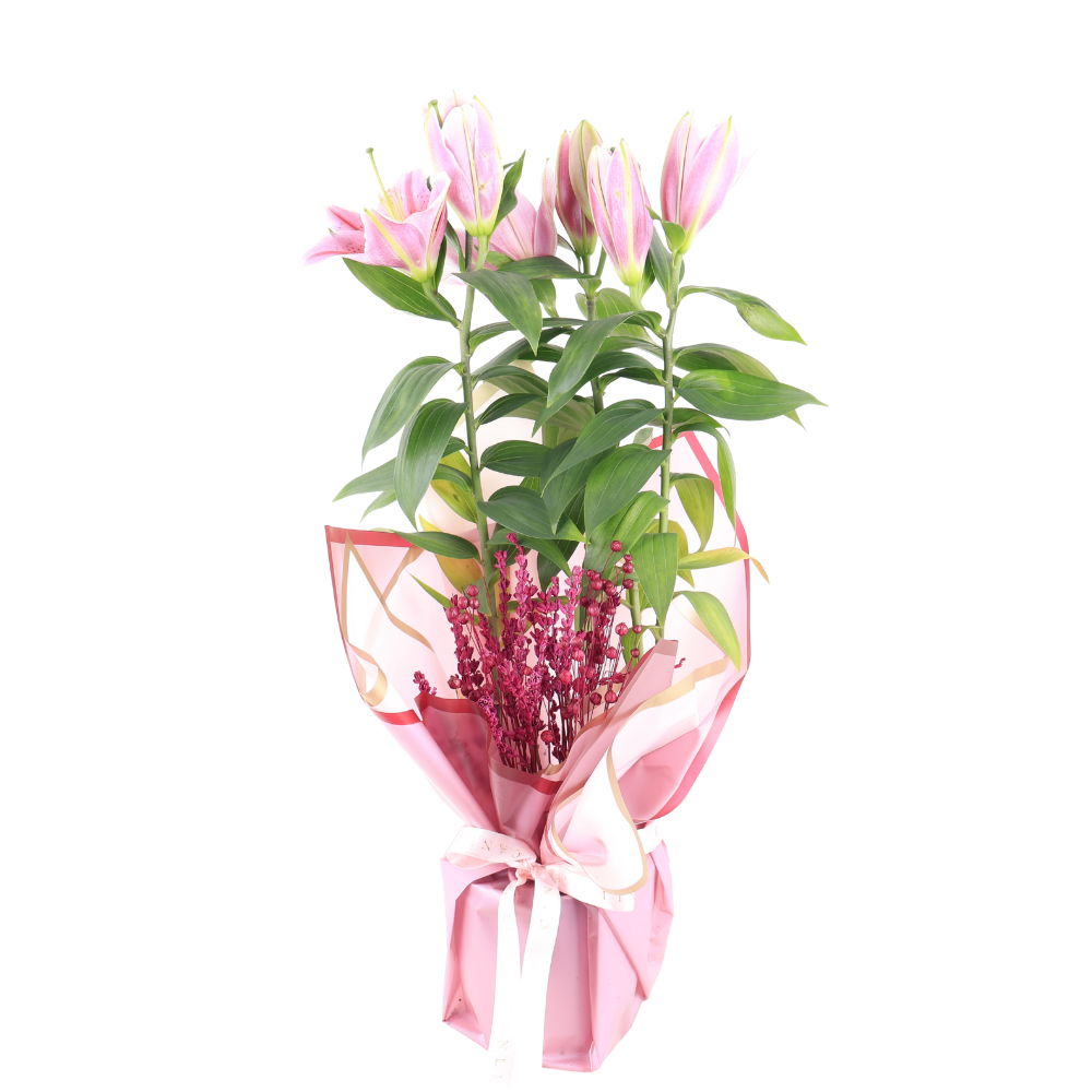 Saksıda Pembe Lilyum & Pembe Kraft Kağıt