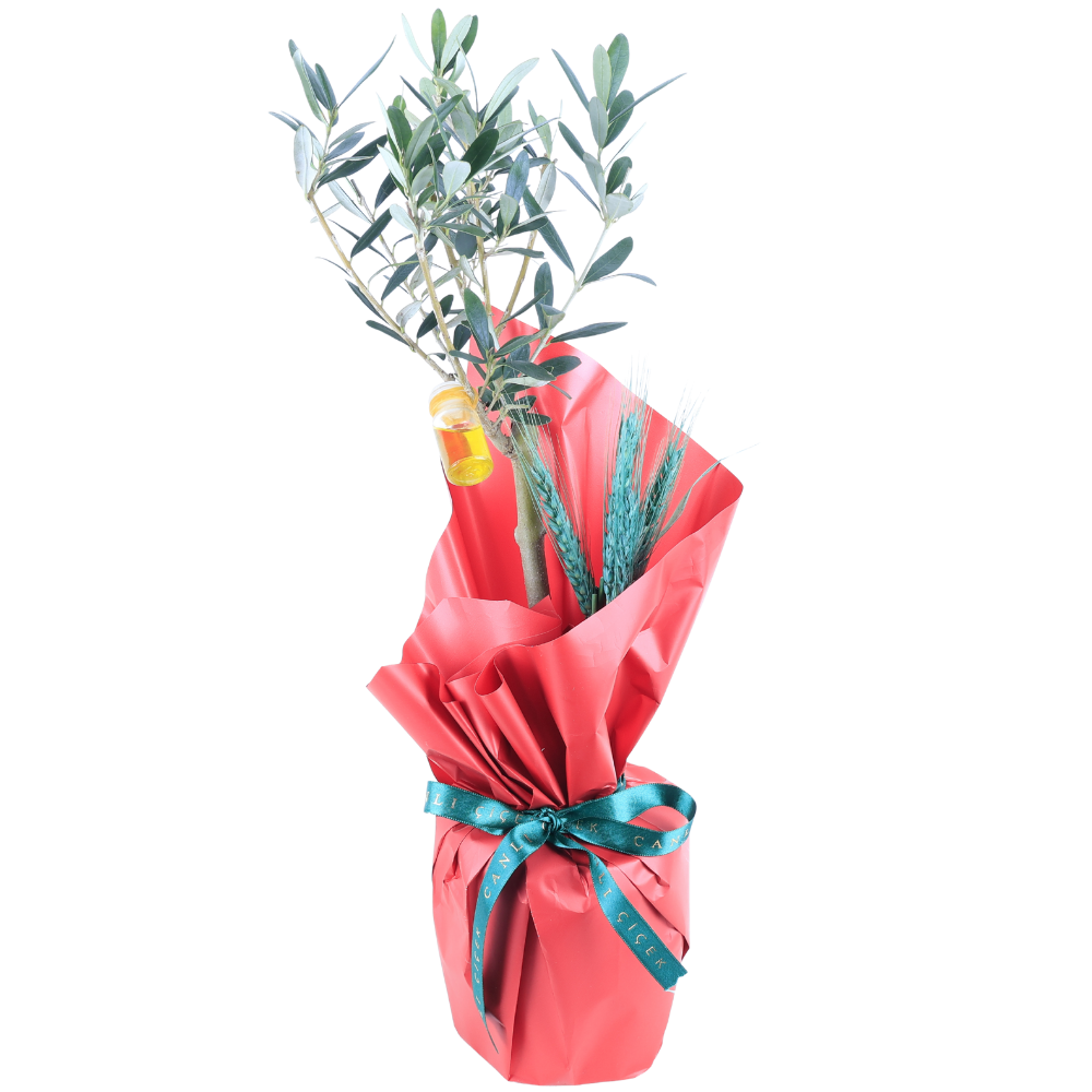 Zeytin Ağacı Bonsai & Kırmızı Kraft Kağıt