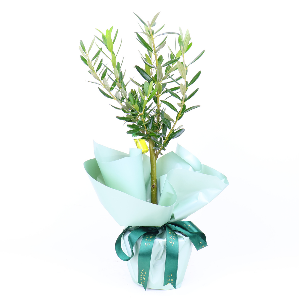Zeytin Ağacı Bonsai & Yeşil Kraft Kağıt